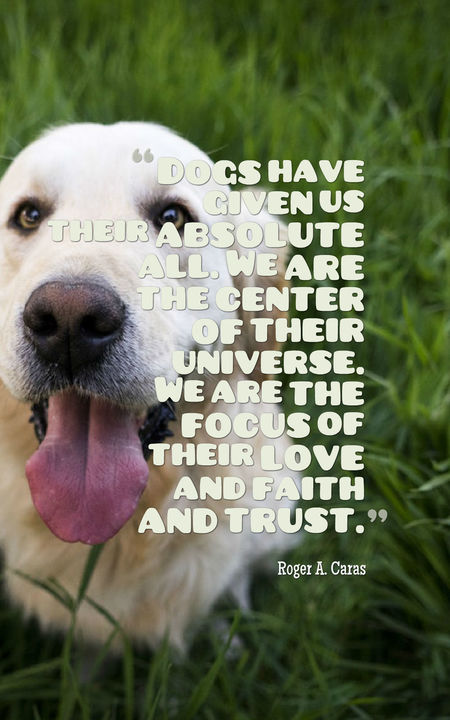 Dog quotes